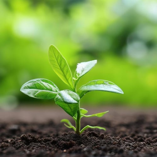 Healthy Things Grow: Determining a Company's Fair Value