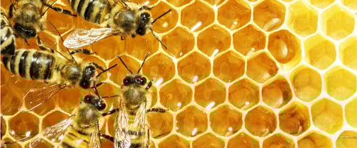 Bees for Their Honey