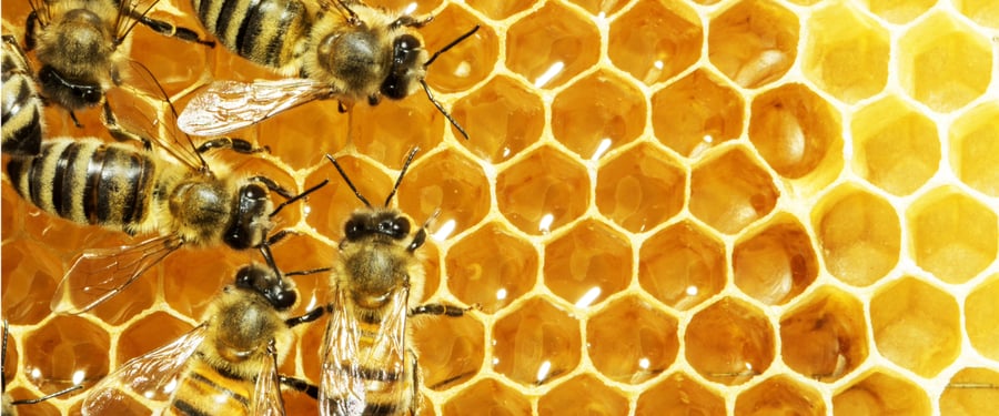 Bees for Their Honey